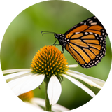 2025_sbe_circuit_biodiversité